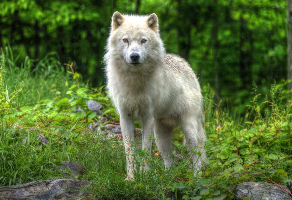 Omega Park Wolf canada-4131643_1280