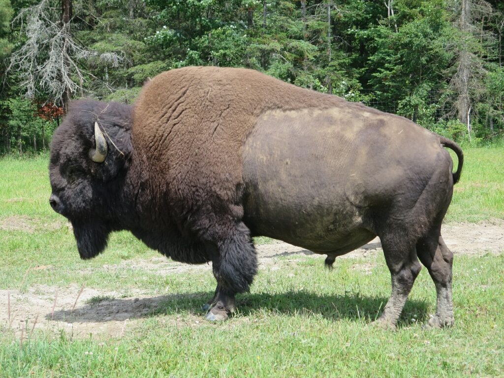 bison-2172392_1280