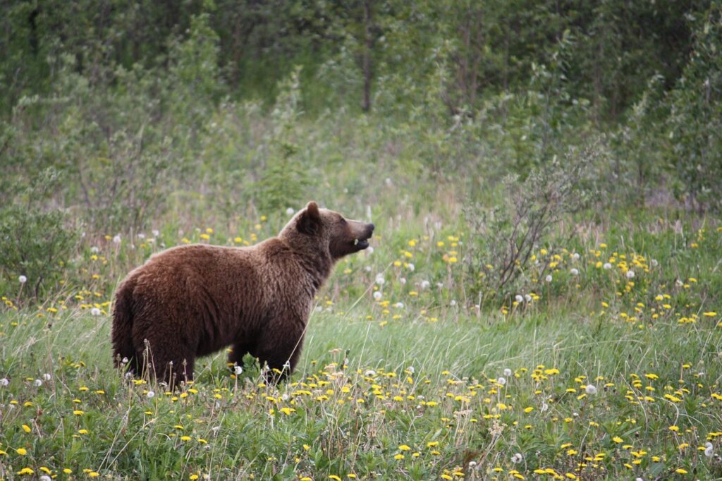grizzly-73505_1280